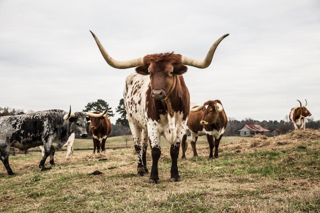 ホテル Pursell Farms Fayetteville エクステリア 写真